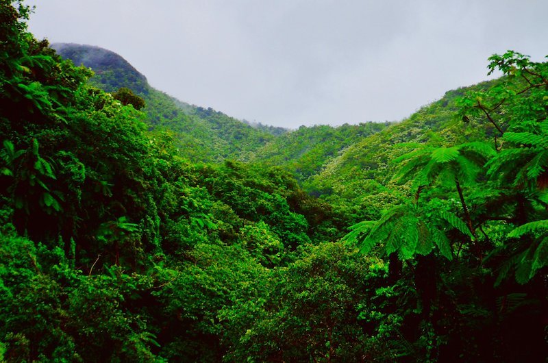 Land Rights Lower Deforestation In Brazil's Amazon